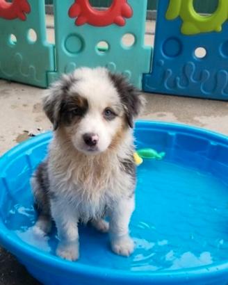 Australian Shephard  femmine