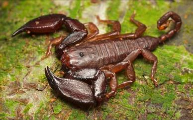 Scorpioni