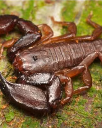 Scorpioni