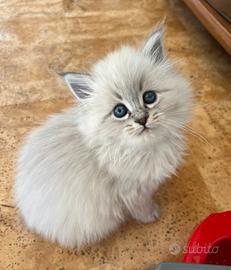 Cuccioli Siberiani Neva Masquerade