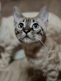 Bengala mink charcoal