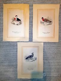 3 stampe uccelli stile vintage 