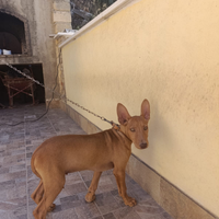Cuccioli di cirneco