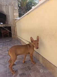 Cuccioli di cirneco