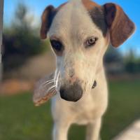 Cucciolone per nuova famiglia