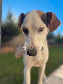 Cucciolone per nuova famiglia