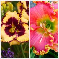 1 pianta di Hemerocallis a radice nuda