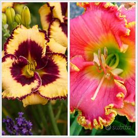 1 pianta di Hemerocallis a radice nuda