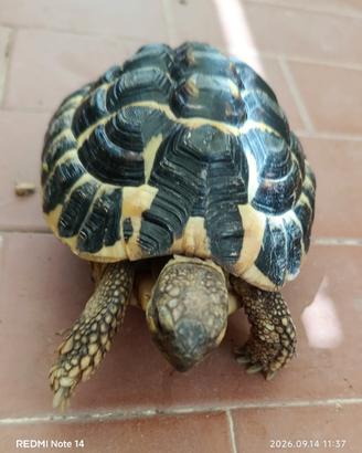Diamo un giardino ha 5 anni