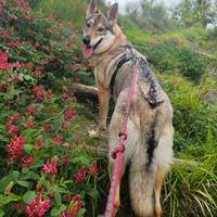 Cane Lupo Cecoslovacco femmina