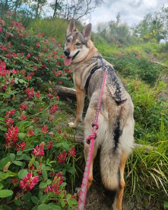 Cane Lupo Cecoslovacco femmina