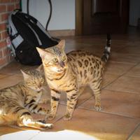 Accoppiamento