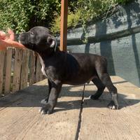 Staffordshire bull terrier