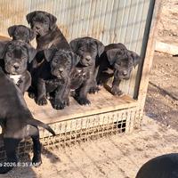 Cuccioli disponibili