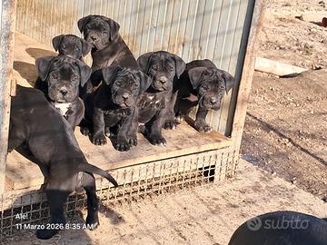 Cuccioli disponibili