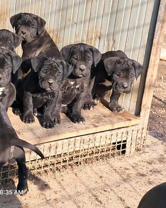 Cuccioli disponibili