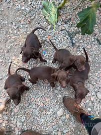 Cuccioli Bracco Poenter