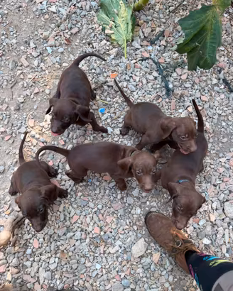 Cuccioli Bracco Poenter