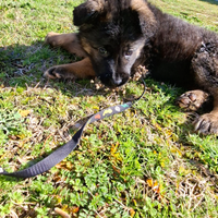Cuccioli pastore tedesco