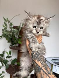 Maine coon cuccioli con pedigree