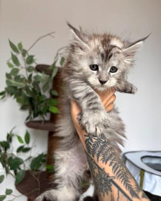 Maine coon cuccioli con pedigree