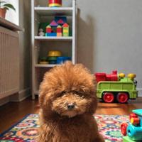 Barboncino toy