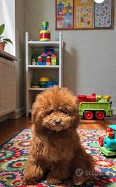Barboncino toy
