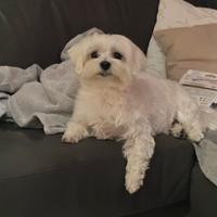 Maltese