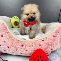 Spitz TOY cucciolo volpino pomerania 500grammi