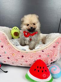 Spitz TOY cucciolo volpino pomerania 500grammi