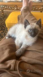 Gatti siamese