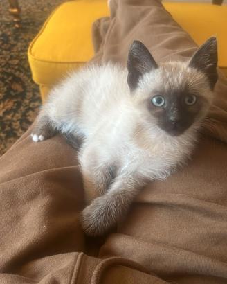Gatti siamese