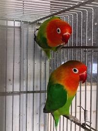 Inseparabili fischer