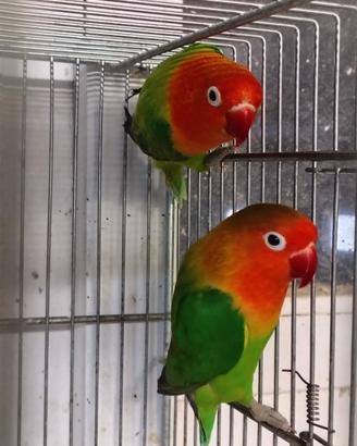 Inseparabili fischer