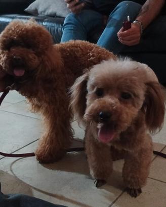 Cuccioli di barbincino