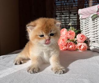 Gattino British Golden