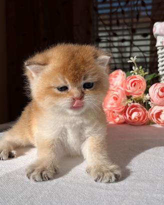 Gattino British Golden
