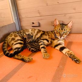 Allevamento professionale di Gatti Bengala