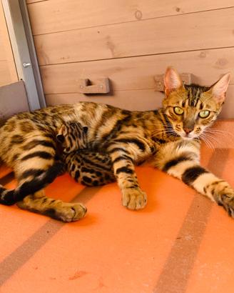 Allevamento professionale di Gatti Bengala