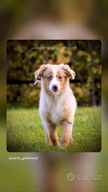 Miniature American Shepherd