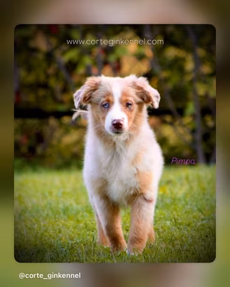 Miniature American Shepherd