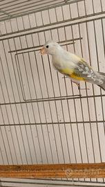 Cardellino