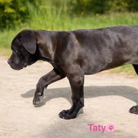 Cucciola cane mix corso meticcia vaccino