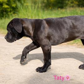 Cucciola cane mix corso meticcia vaccino