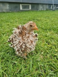 Galline di Padova e di Cochin