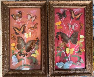 Quadri con farfalle di Rio de Janeiro