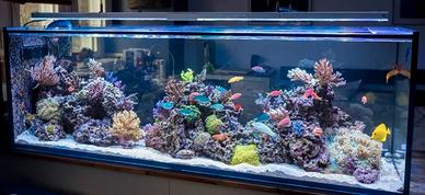 acquario in vetro extrachiaro 10mm.  nuovo 