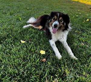 Cane 18 mesi incrocio Border Collie