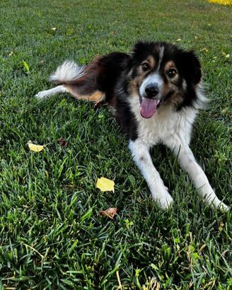 Cane 18 mesi incrocio Border Collie