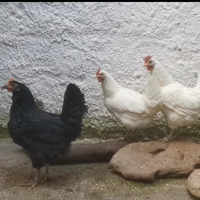 Polli Galli Galline uova